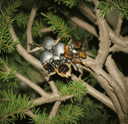 Брошь из янтаря "Цветы граната"